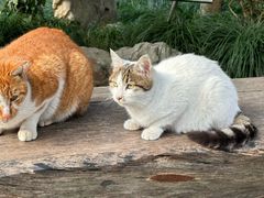 -龙华素斋(龙华路店)