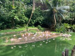 -新加坡飞禽公园