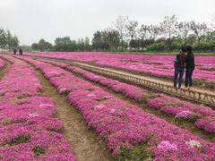 -杭州湾海上花田景区