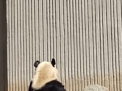 -卧龙中华大熊猫苑神树坪基地