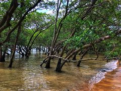 -宝安西湾红树林湿地公园