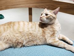 -藏猫猫咖啡主题馆(中央大道店)