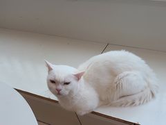 -Let's go狗咖·猫咖·奶狗·桌游(春熙路IFS店)
