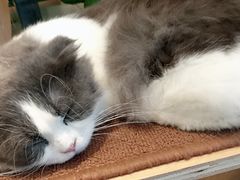 -飞行喵MR PILOT|猫舍·猫咖(静安大融城店)