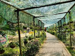 -北海金海湾红树林生态旅游区