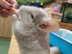 -藦茜花园宠物主题亲子互动体验馆(国顺东路店)