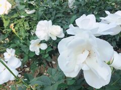 -人民公园(罗湖区)