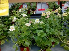 android_upload_pic-荷兰花海