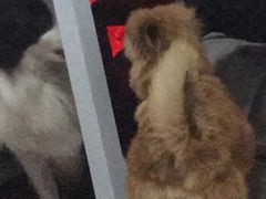 -PETKIT小佩宠物(昭化店)