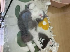 -佬肥猫(国华广场店)