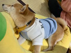 -逗柴咖啡屋·狗咖猫咖宠物桌游