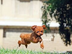 -超宠爱宠物摄影-Super pet