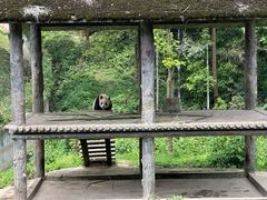 -中国大熊猫保护研究中心雅安碧峰峡基地