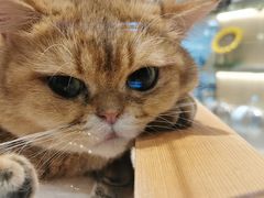 -momokira米努特·德文卷毛猫·棉花面纱犬