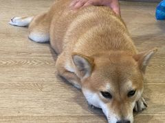 -南京Hallo宠物乐园·哈罗犬舍·柴犬繁育基地