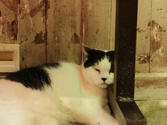 -猫咪博物馆(顶澳仔猫街店)