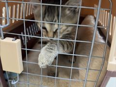 -艾贝尔宠物医院 ·内科全科(梁溪路店)