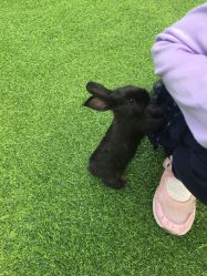 -萌宠亲子动物乐园(槐房万达店)