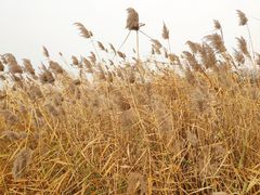 -天津东丽湖风景区