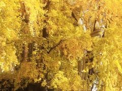 -四川大学(华西校区)