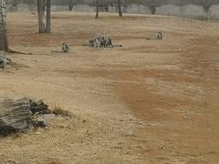-秦皇岛野生动物园