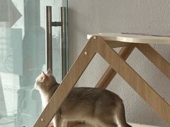 -琪喵猫屋·撸猫猫咖·猫舍