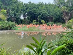-广州长隆飞鸟乐园