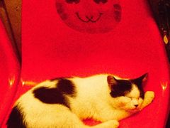 -猫咪博物馆(顶澳仔猫街店)