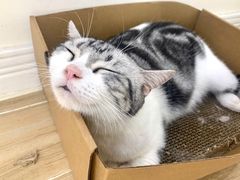 -李小姐の猫咖啡馆(五角场店)