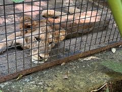 -海南热带野生动植物园