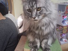 -猫和宫(六道口店)