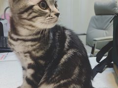 -宠爱国际动物医院· 猫科· 外科·中兽医(长白店)