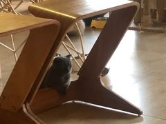 -猫咖时代(中山亭店)
