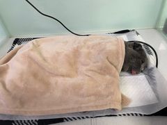 -达爱动物医院·犬猫分区·CT·复杂眼科(远洋山水分院)