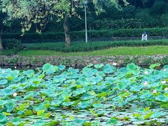 -荔湾湖公园