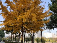 -后襄河公园