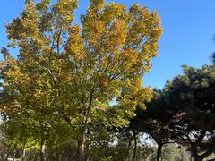 -北京西山国家森林公园