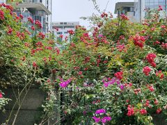-两江幸福广场