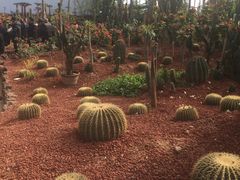 -呀路古热带植物园