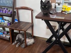 -楼上猫咖(罗湖店)