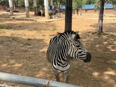 -石家庄市动物园