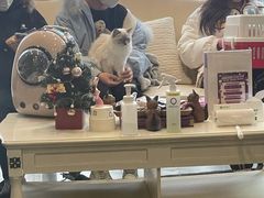 -宠爱国际动物医院· 猫科· 外科·中兽医(长白店)