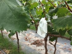 -马陆小张葡萄园农家乐