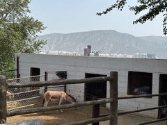 -青藏高原野生动物园