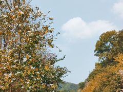 -广州白江湖森林公园