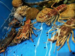 -蓝珊瑚蒸汽海鲜餐厅(龙奥店)