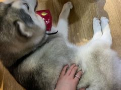 -Husky Go! 哈士奇体验馆·宠物咖啡厅狗咖