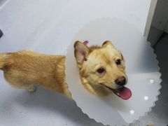 -达爱动物医院·犬猫分区·CT·复杂眼科(远洋山水分院)