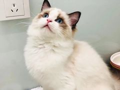 -momokira米努特·德文卷毛猫·棉花面纱犬
