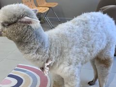 -怪兽屋·羊驼·猫咖·狗咖(俊华广场店)